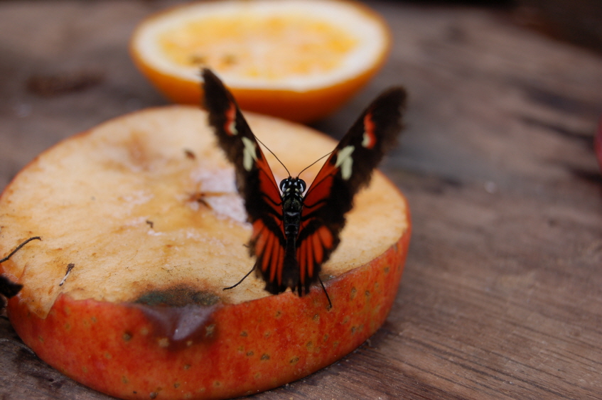 Bild38 (Originalgr��e)